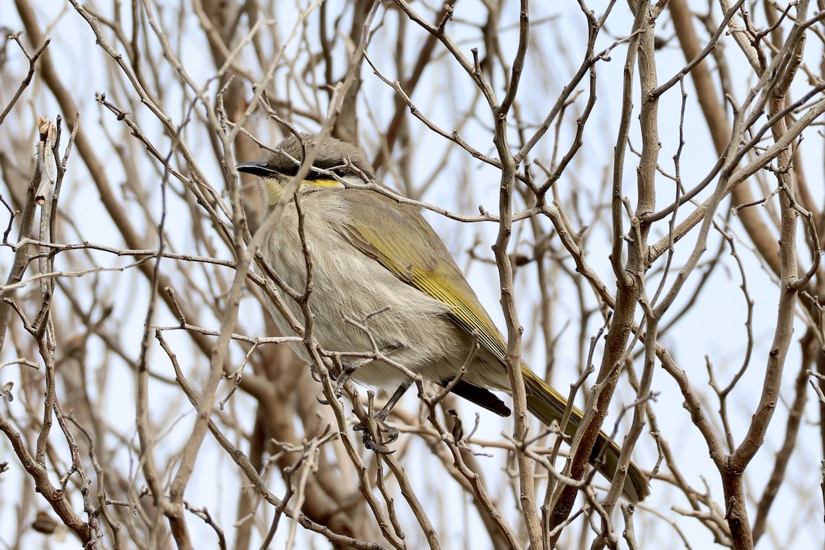 Singing Honeyeater - ML620257995