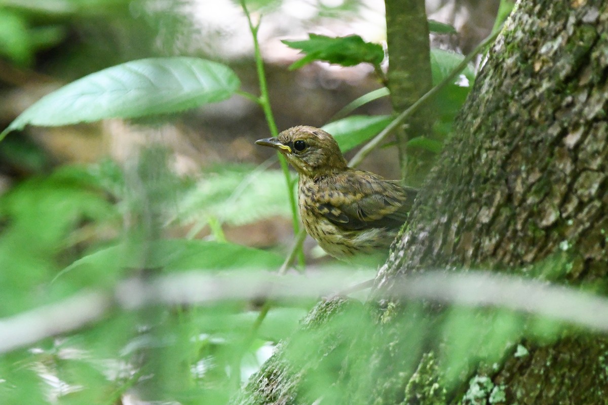 Ovenbird - ML620257998