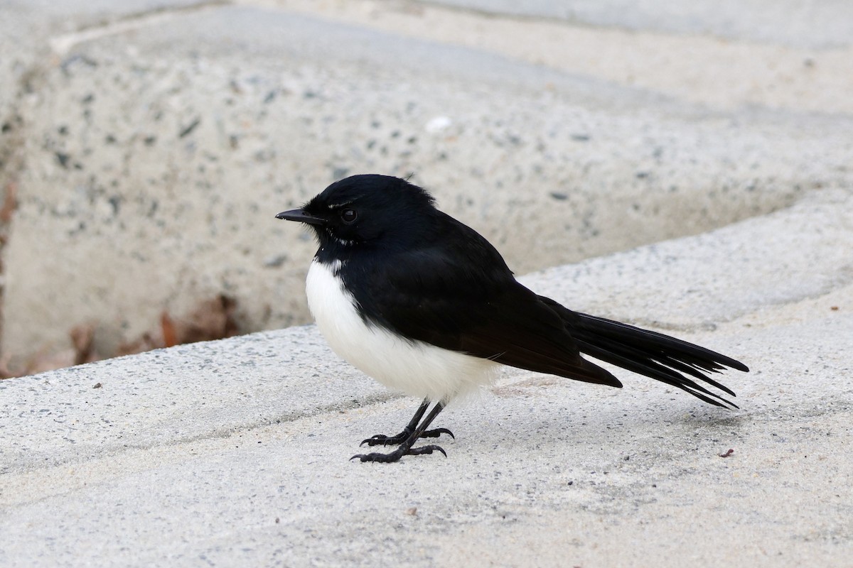 Willie-wagtail - ML620258002