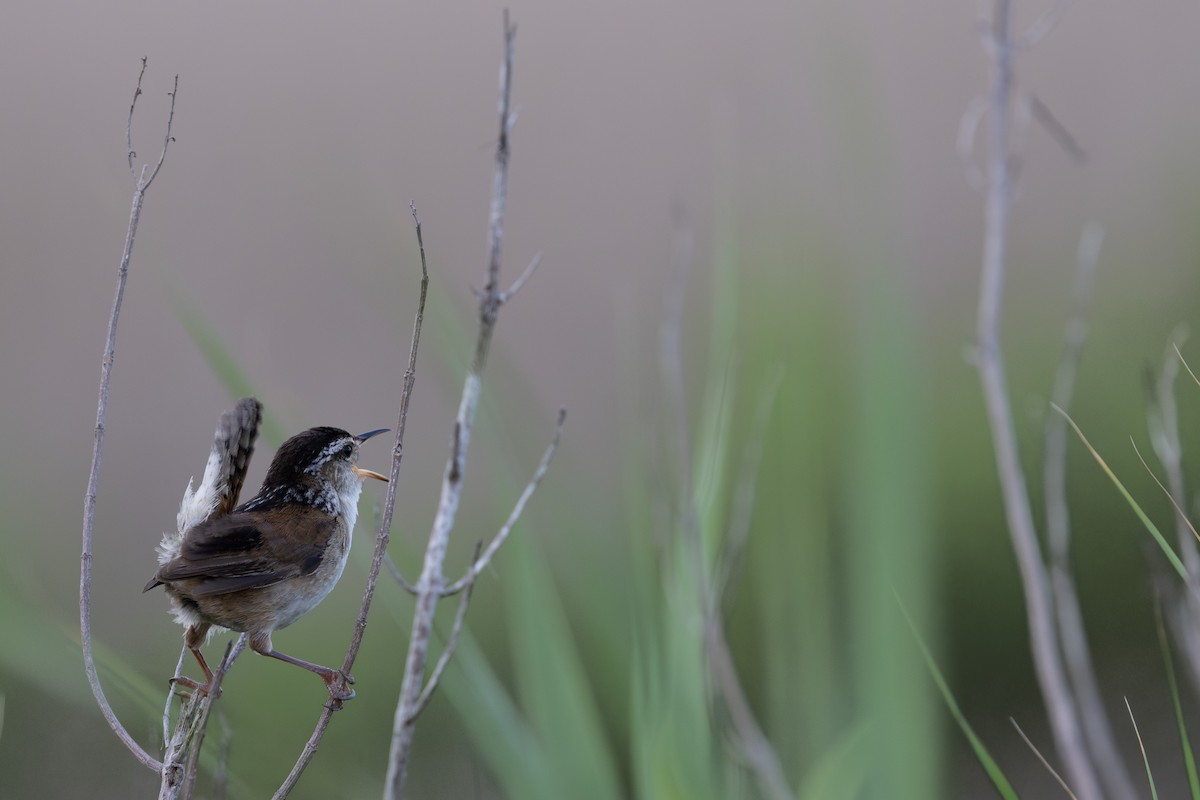 Marsh Wren - ML620258004