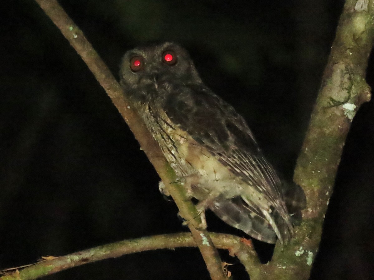 Tawny-bellied Screech-Owl - ML620258009