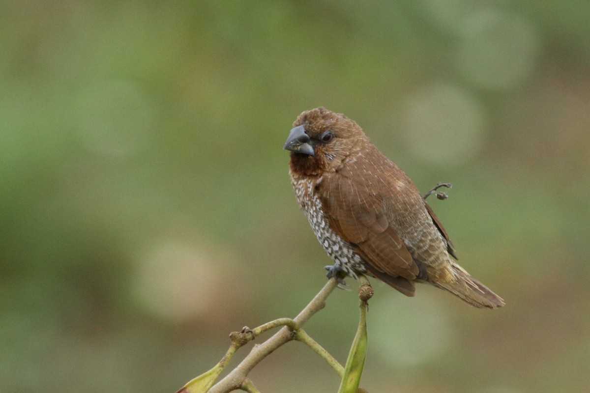 Scaly-breasted Munia - ML620258015