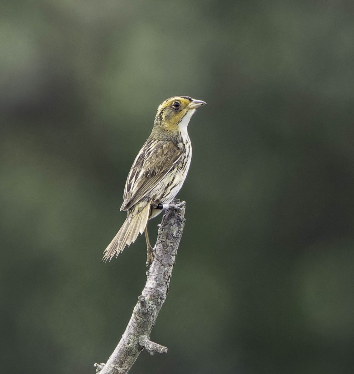 Bruant à queue aiguë - ML620258022