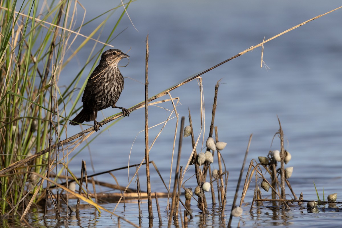 Red-winged Blackbird - ML620258024