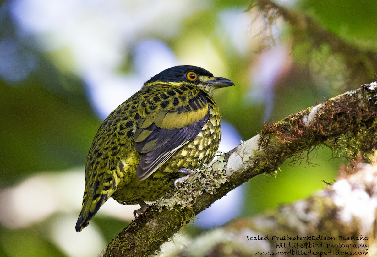 Cotinga écaillé - ML620258029