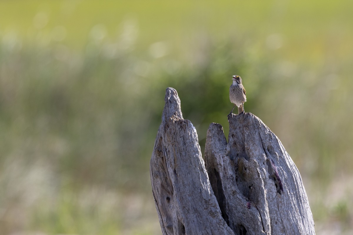 Seaside Sparrow - ML620258032