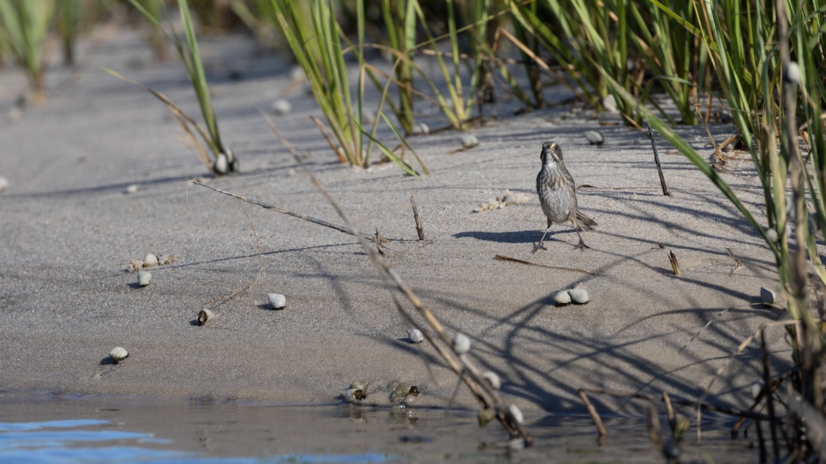 Seaside Sparrow - ML620258034