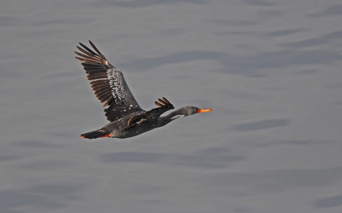 Red-legged Cormorant - ML620258037