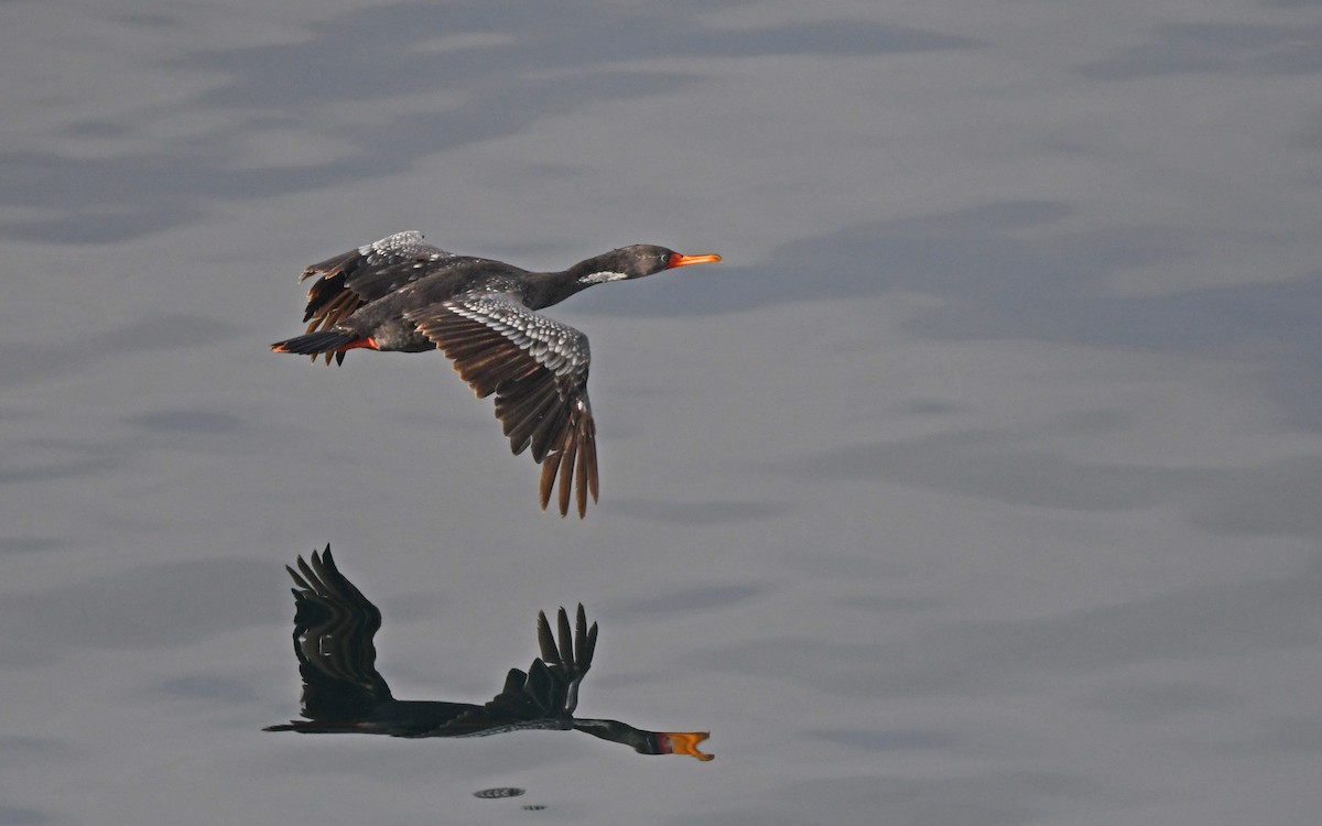 Red-legged Cormorant - Christoph Moning