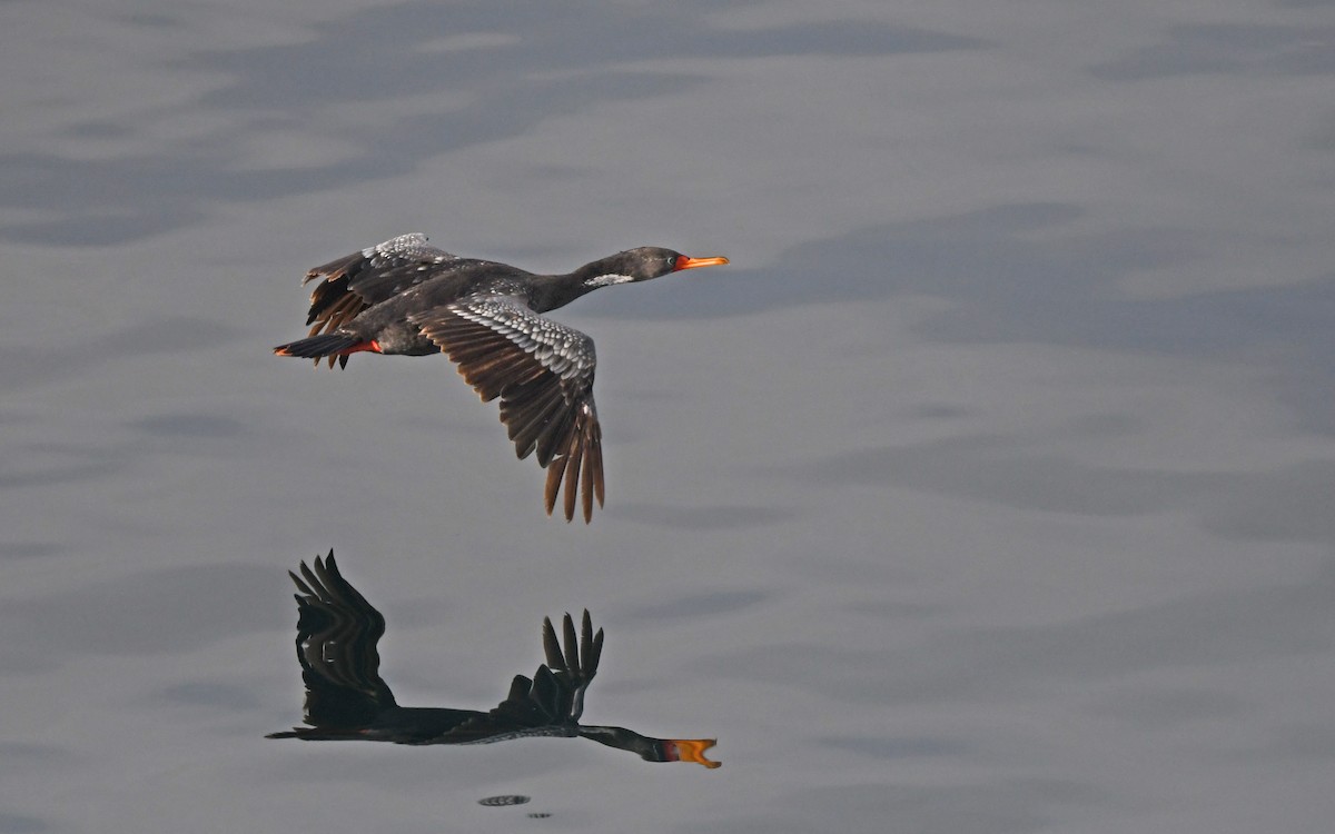 Red-legged Cormorant - ML620258038