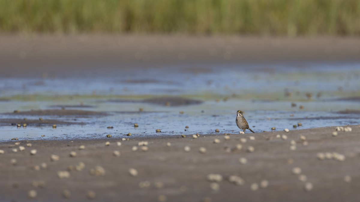 Seaside Sparrow - ML620258039