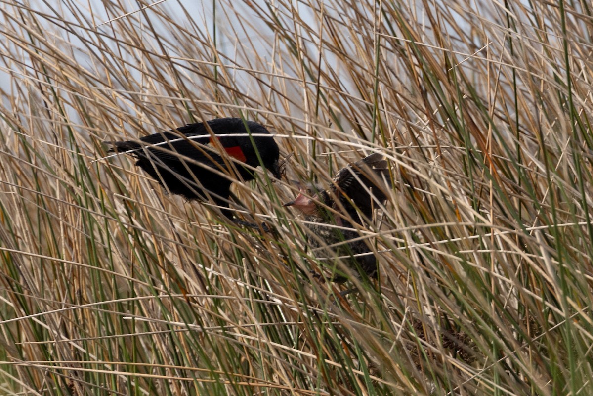 Red-winged Blackbird - ML620258043