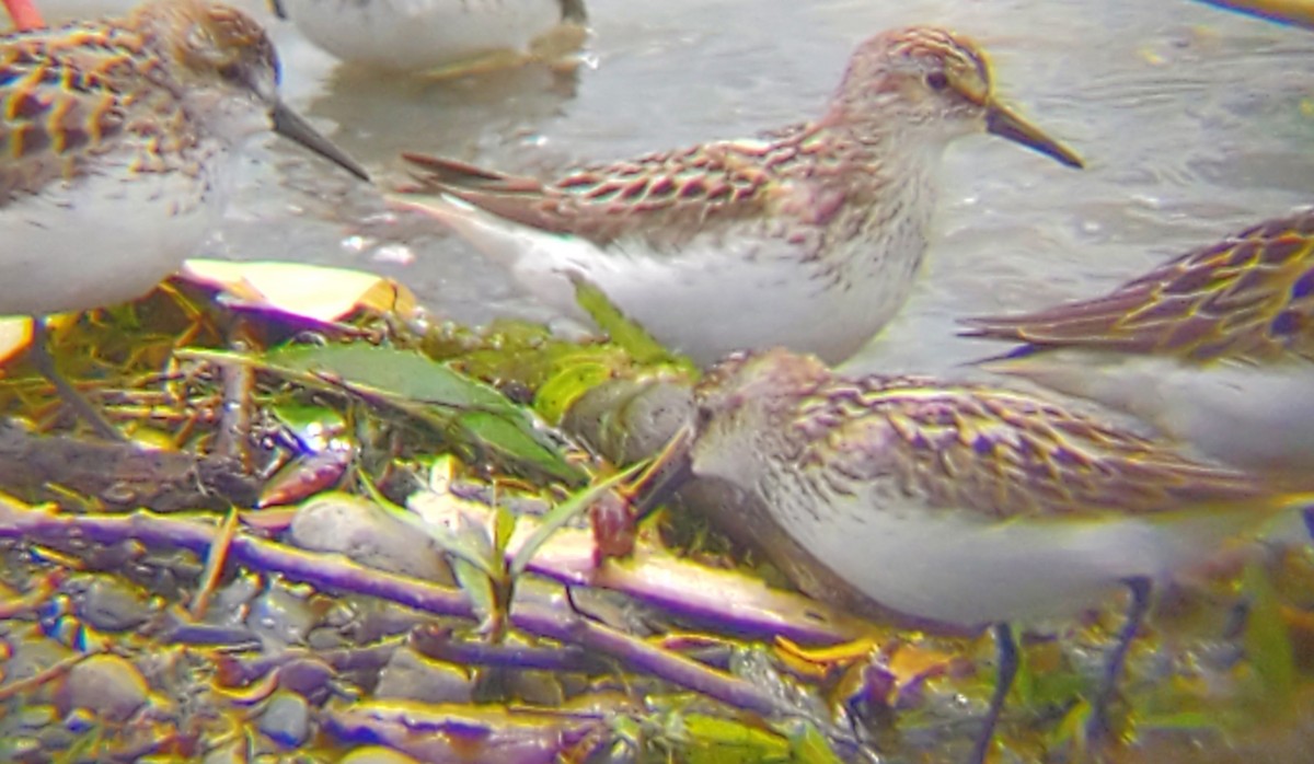 Semipalmated Sandpiper - ML620258045