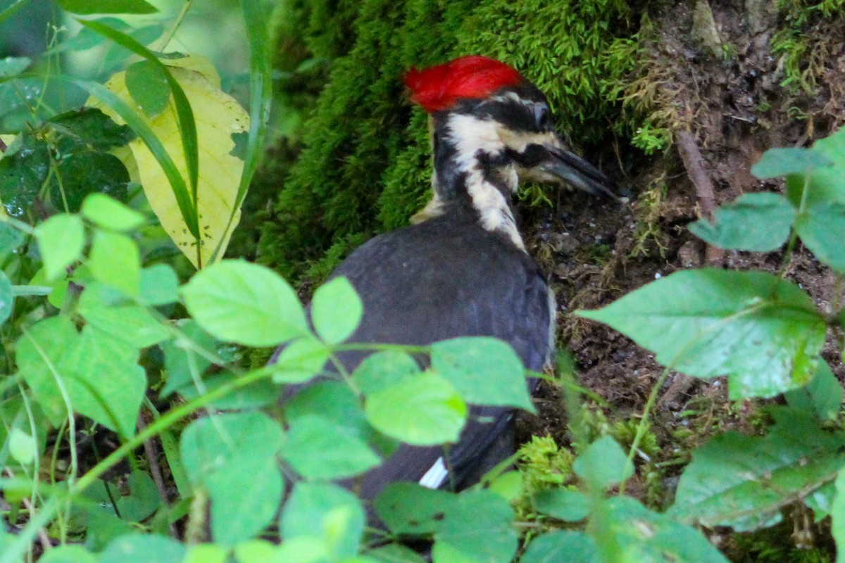 Pileated Woodpecker - ML620258046