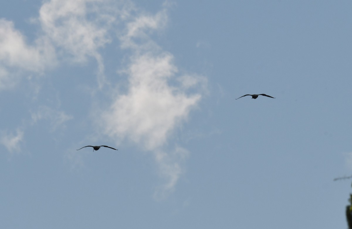 ibis hnědý - ML620258048