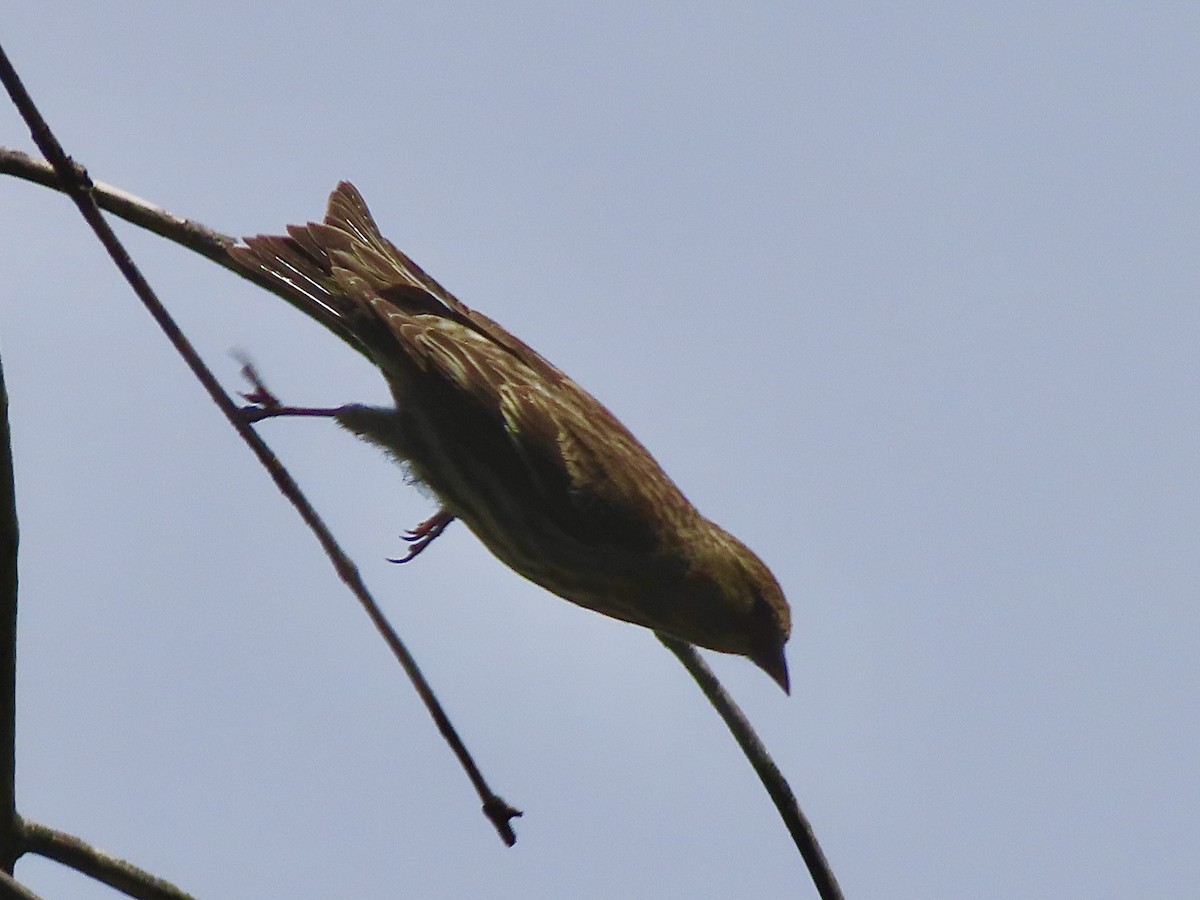 Pine Siskin - ML620258050