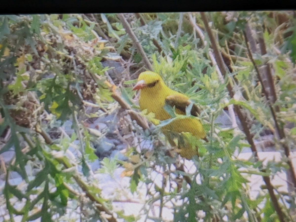 Indian Golden Oriole - ML620258052