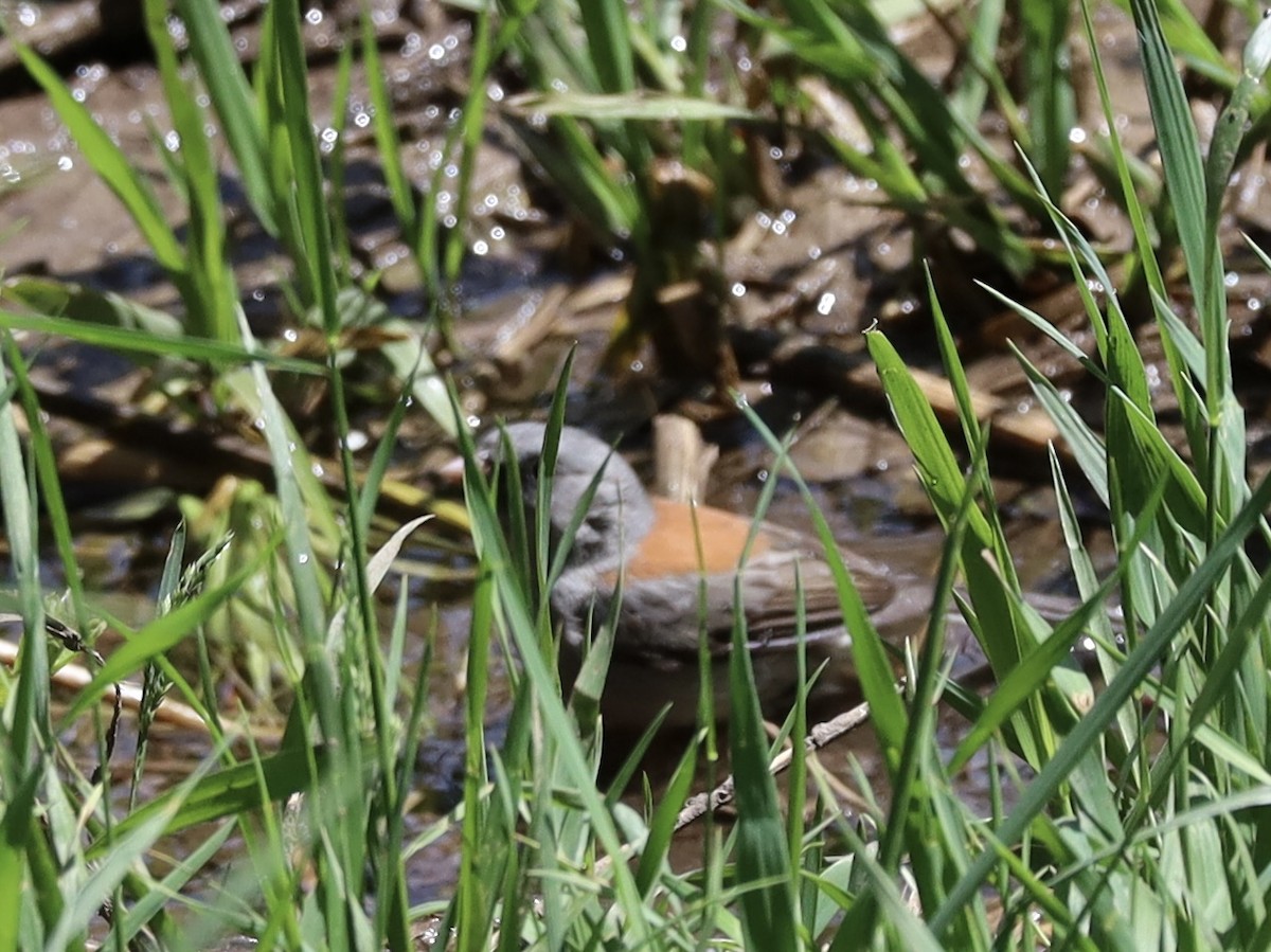 Dark-eyed Junco (Gray-headed) - ML620258059