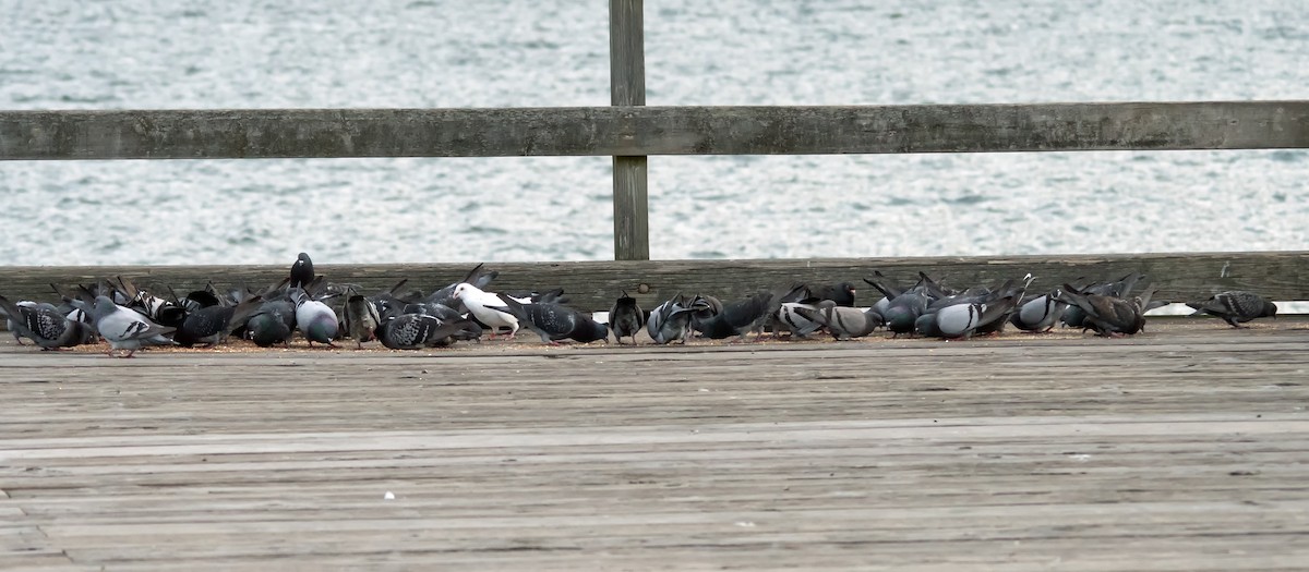 Rock Pigeon (Feral Pigeon) - ML620258062