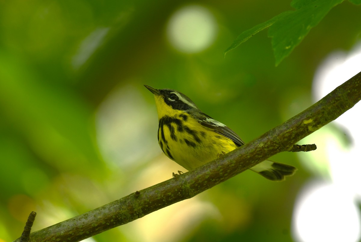 Magnolia Warbler - ML620258063