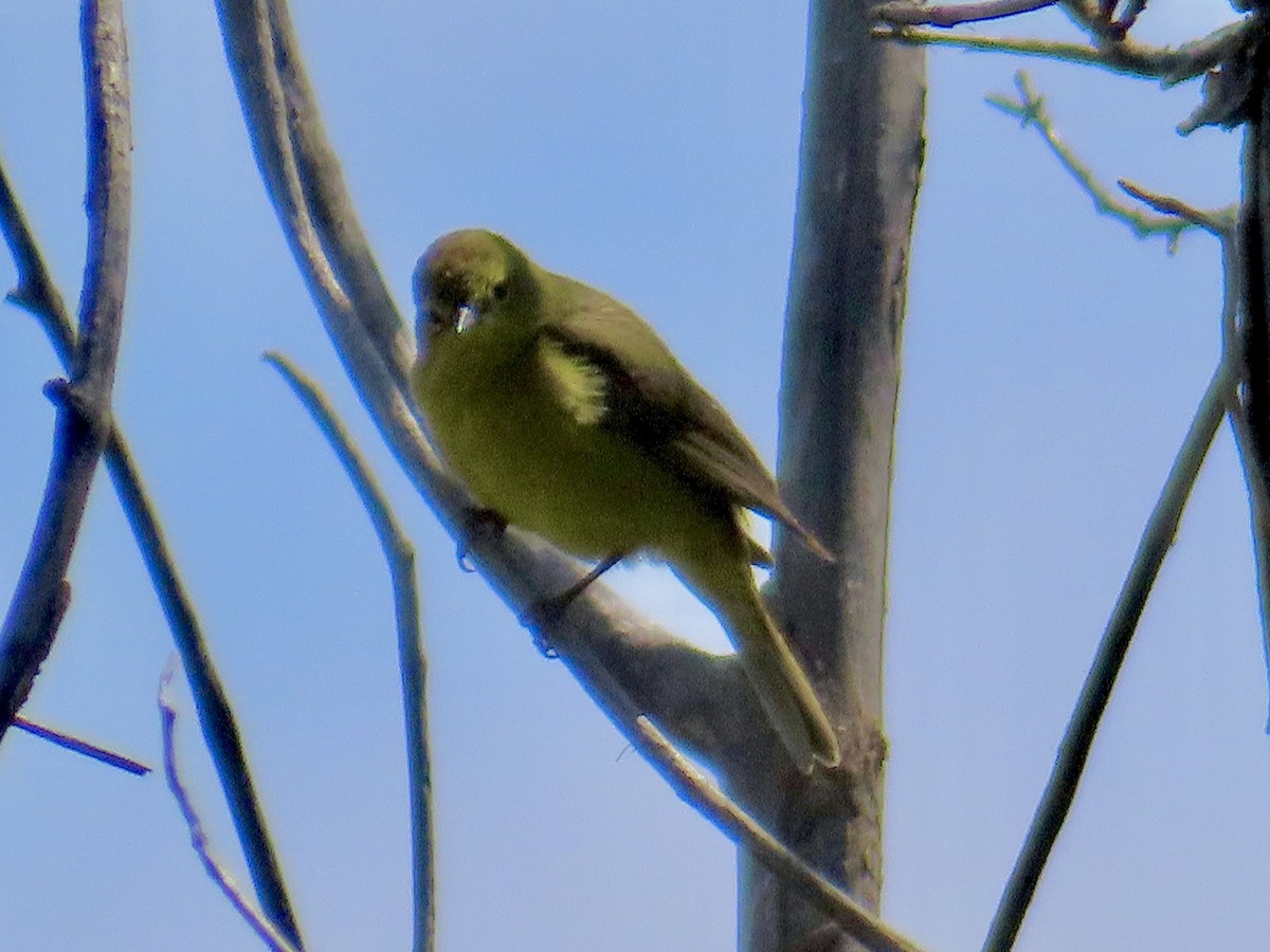 Orange-crowned Warbler - ML620258064