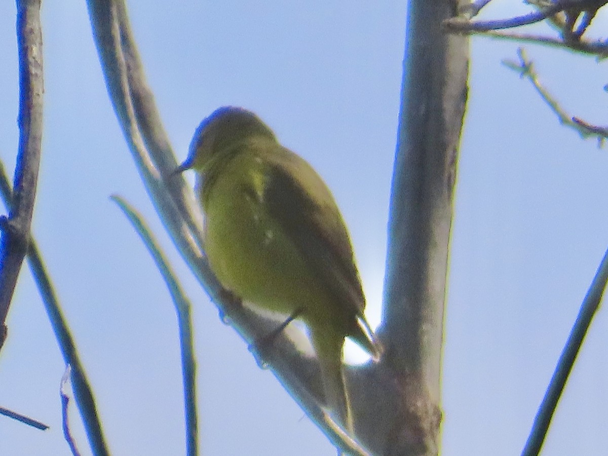 Orange-crowned Warbler - ML620258065