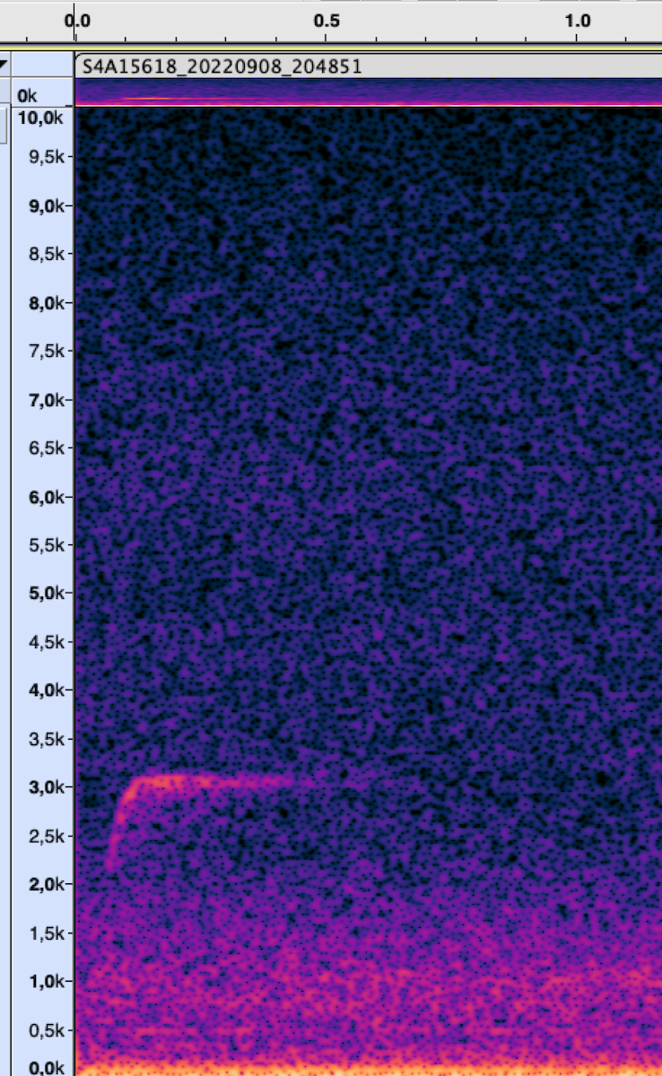 Zwergmusendrossel - ML620258068