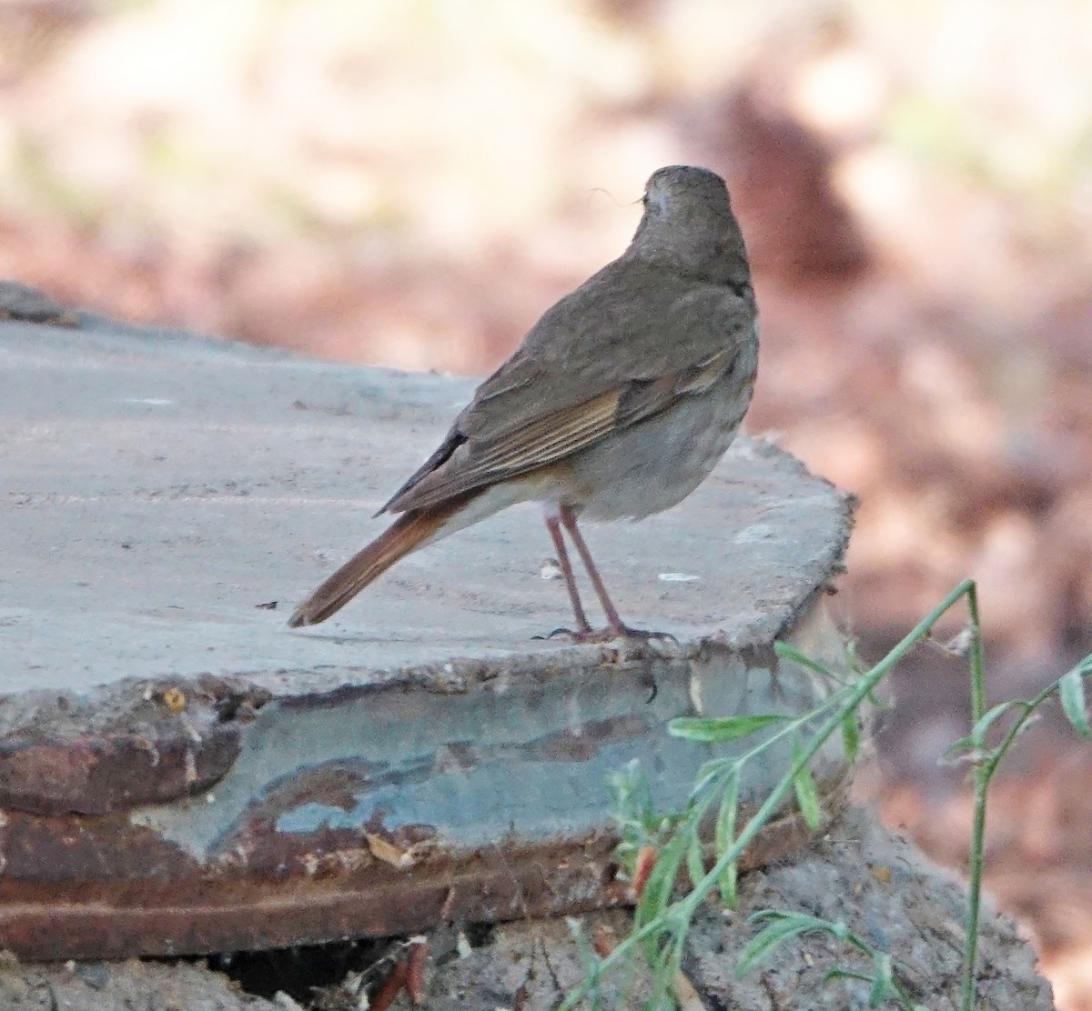 Hermit Thrush - Carolyn Ohl, cc