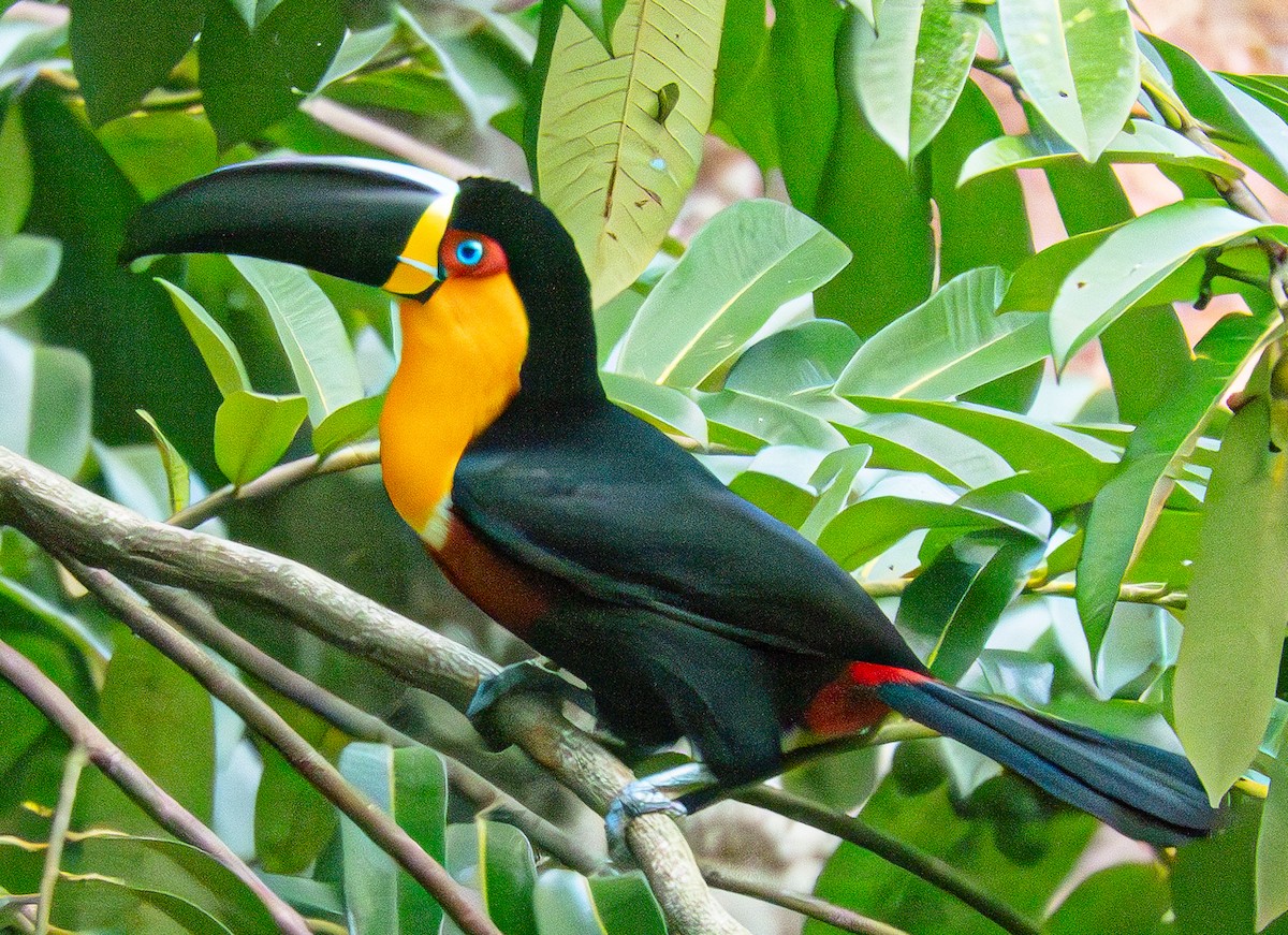 Channel-billed Toucan - ML620258088