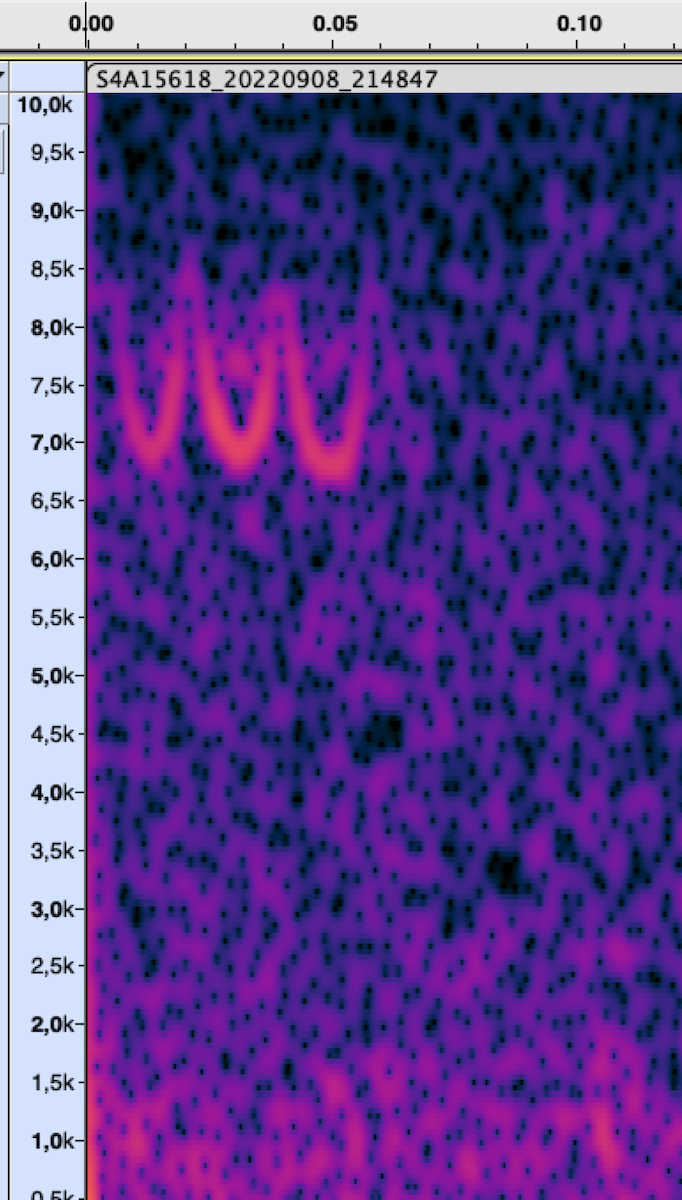 Waldsänger, unbestimmt - ML620258091