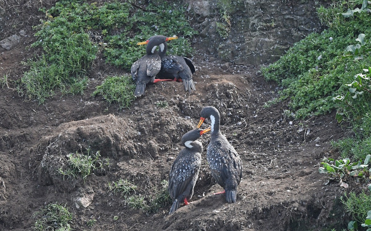 Red-legged Cormorant - ML620258108