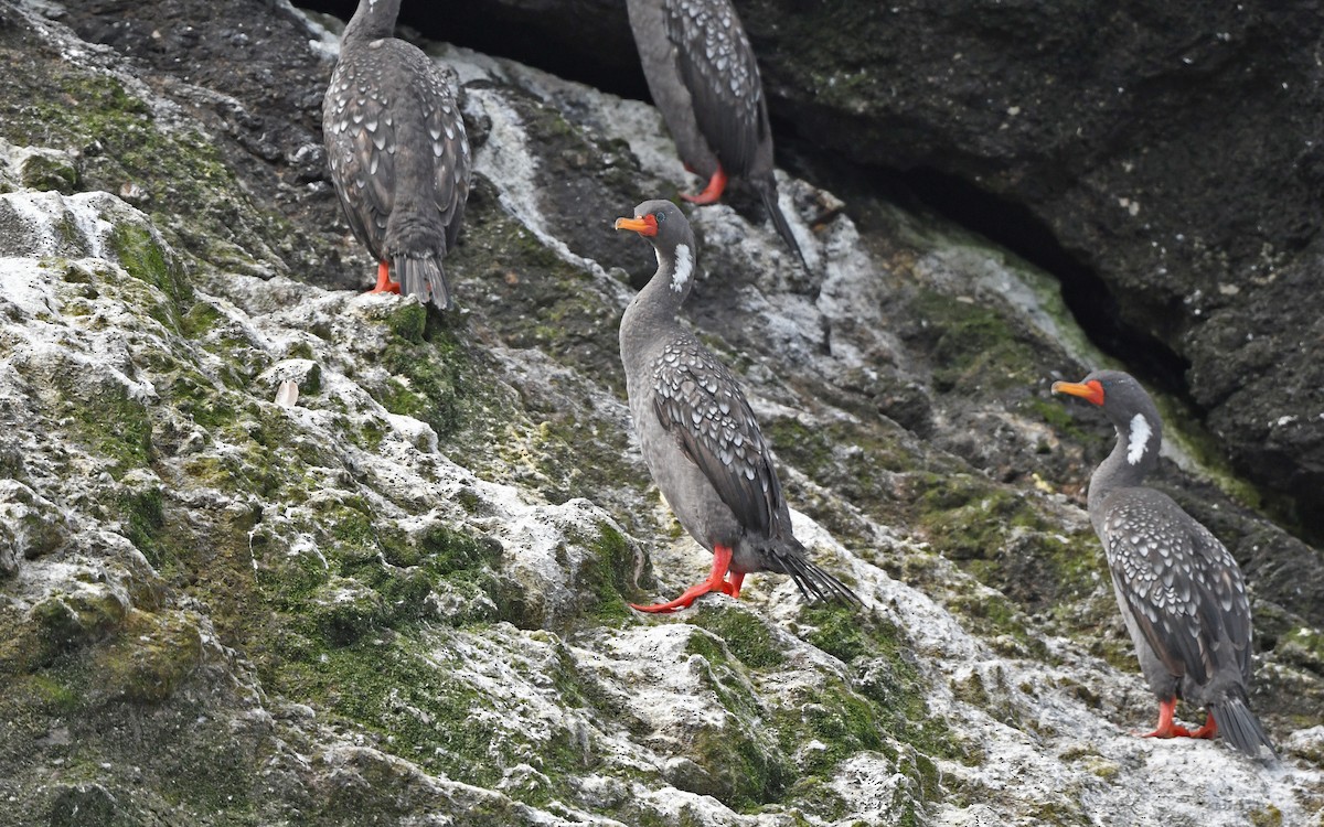 Red-legged Cormorant - ML620258110