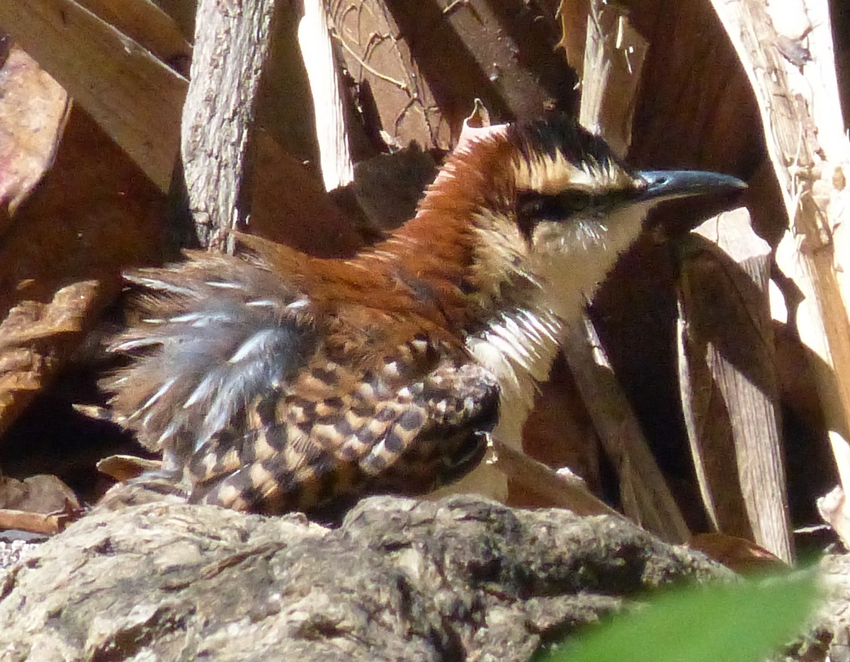 Rufous-naped Wren - edgar cleijne