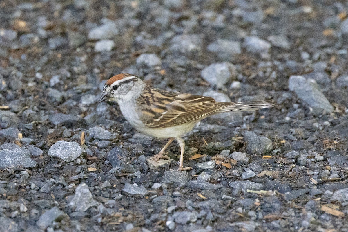 Chipping Sparrow - ML620258125