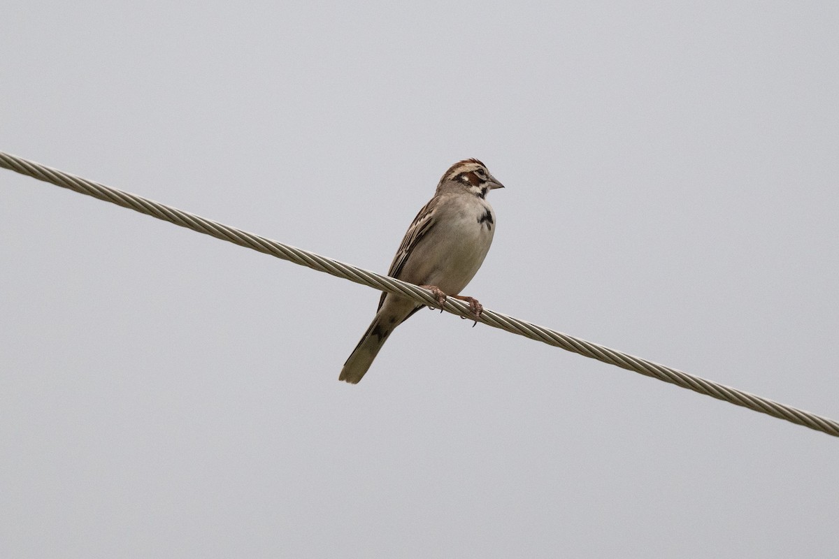 Lark Sparrow - ML620258133