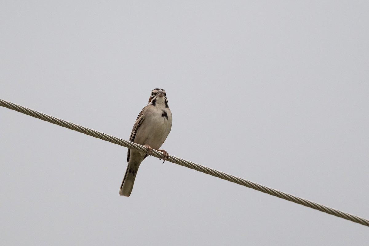 Lark Sparrow - ML620258134