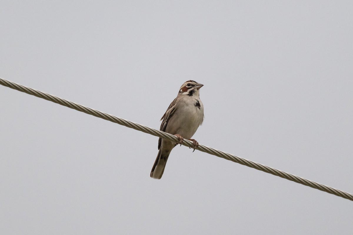 Lark Sparrow - ML620258135