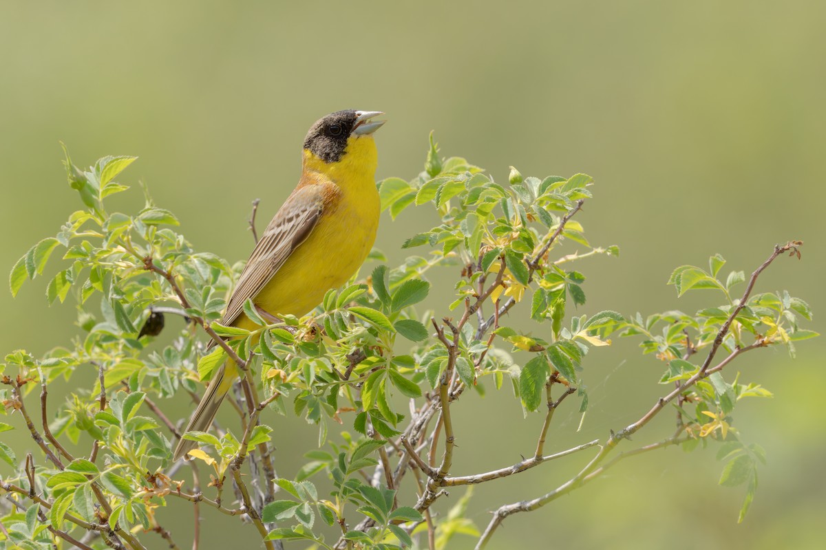 Black-headed Bunting - ML620258138