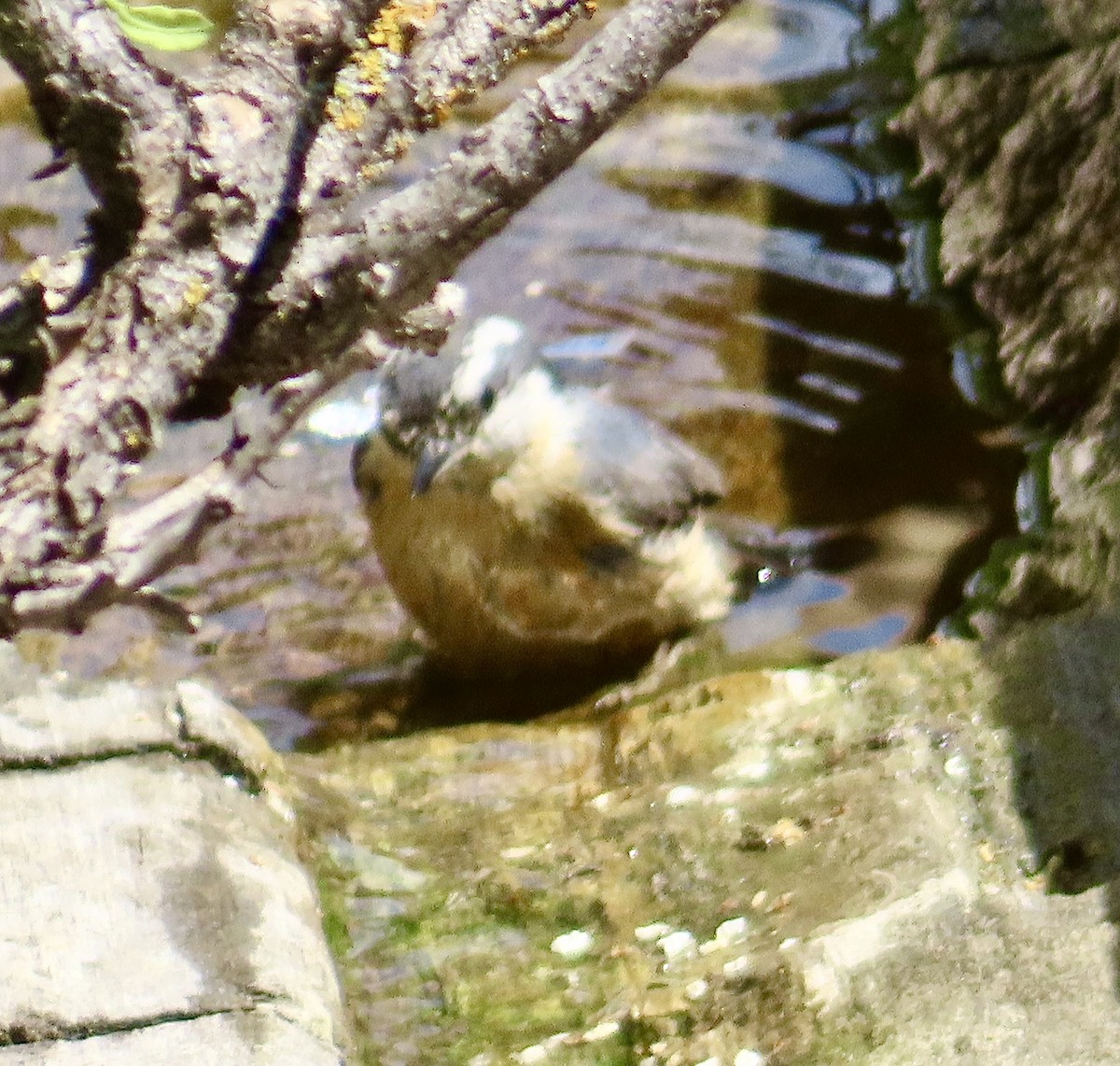 Red-breasted Nuthatch - ML620258143