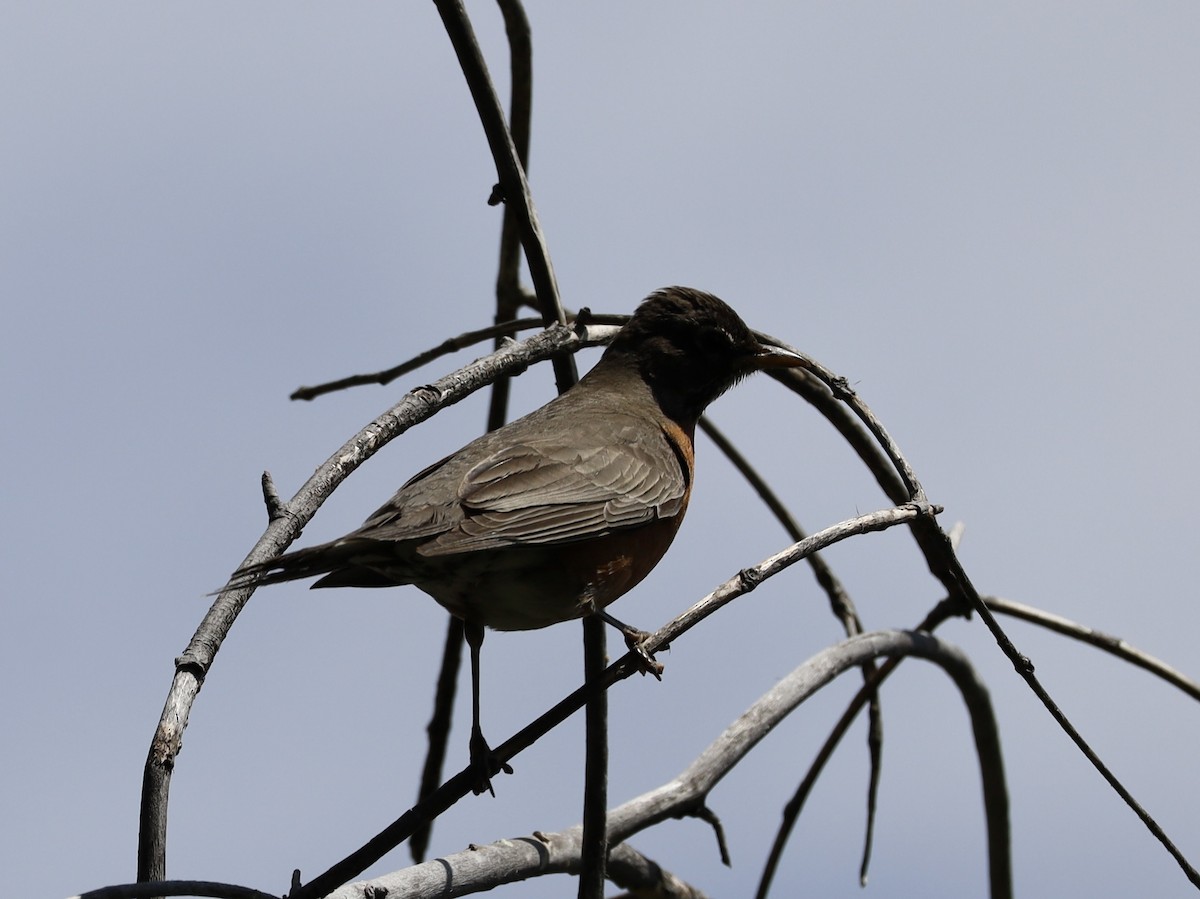 American Robin - ML620258149