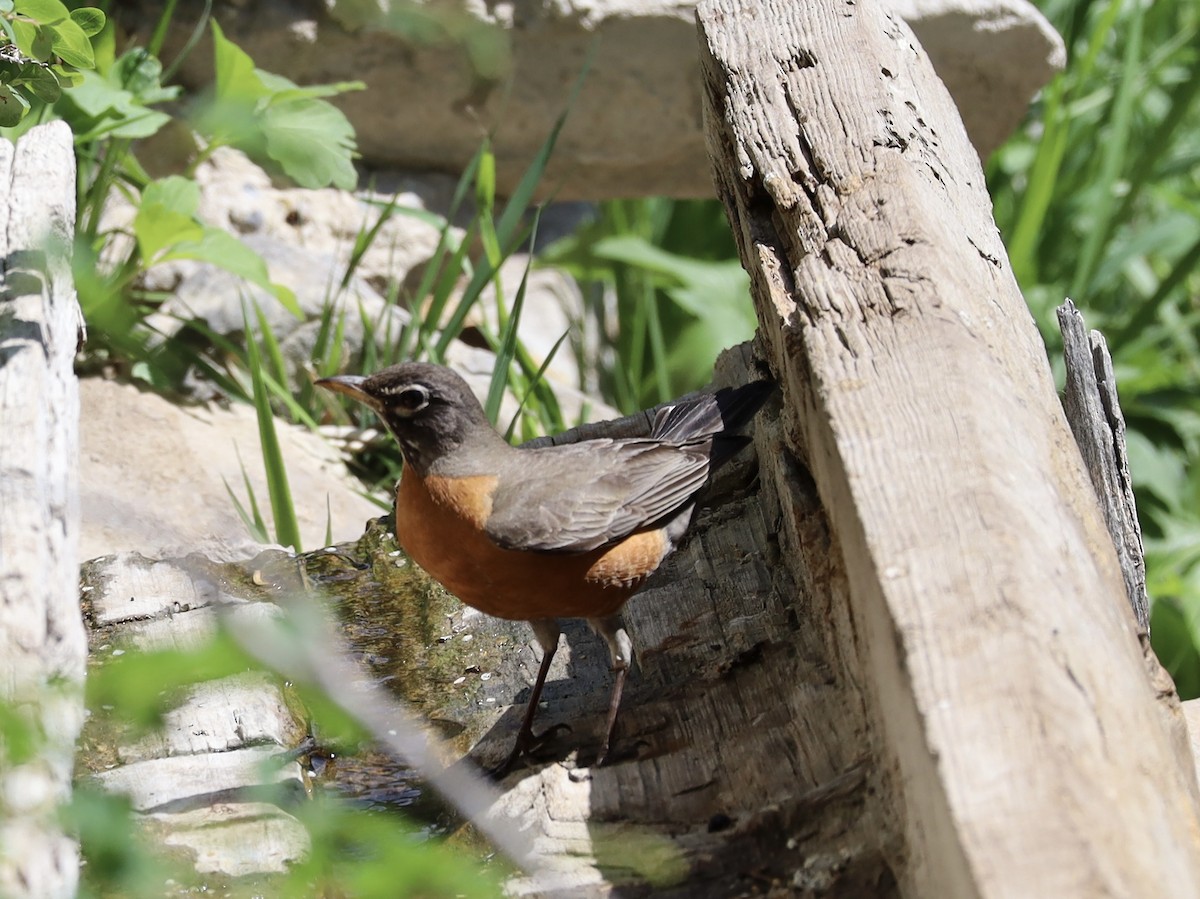 American Robin - ML620258150