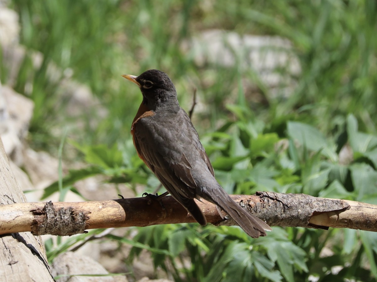 American Robin - ML620258152