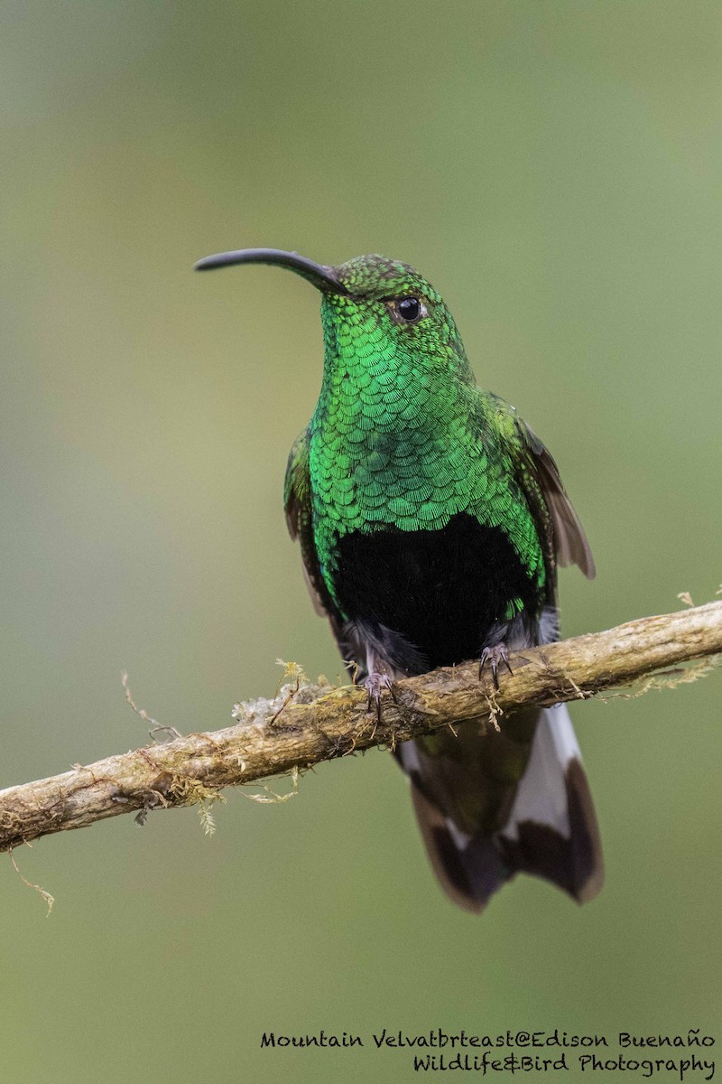 Colibri de Lafresnaye - ML620258155