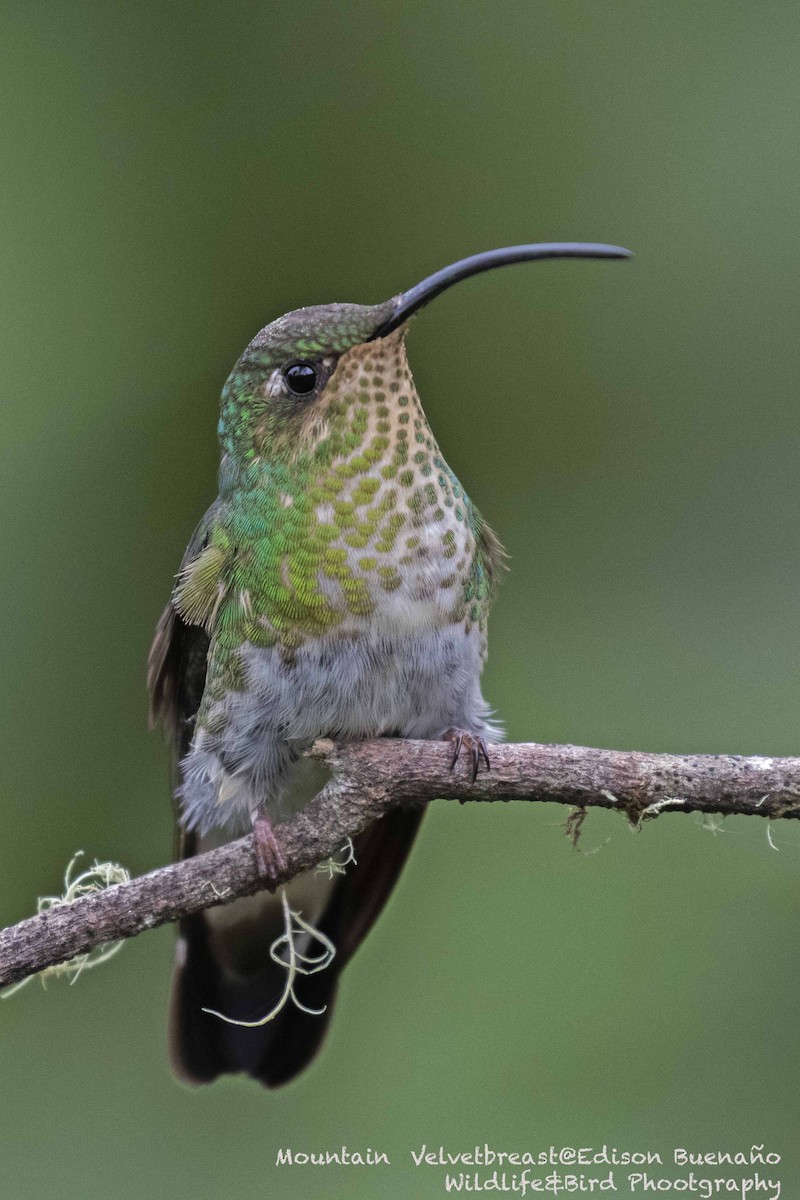 Colibrí Aterciopelado - ML620258156