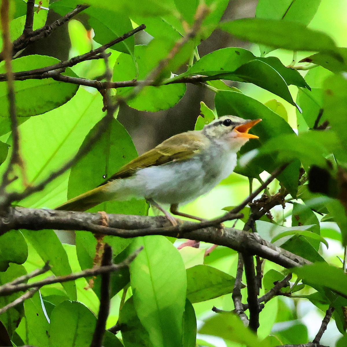 Eastern Crowned Warbler - ML620258158