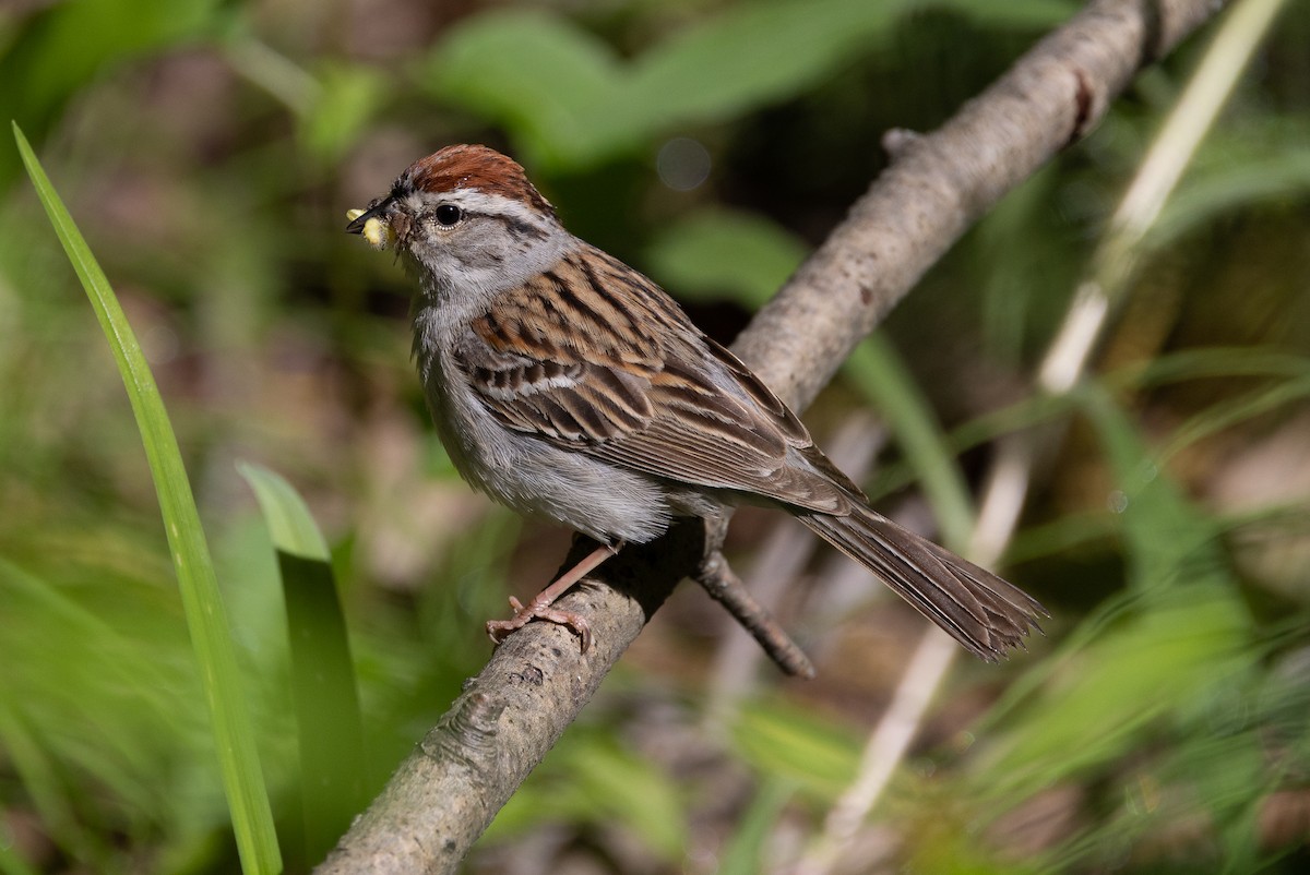Chipping Sparrow - ML620258161