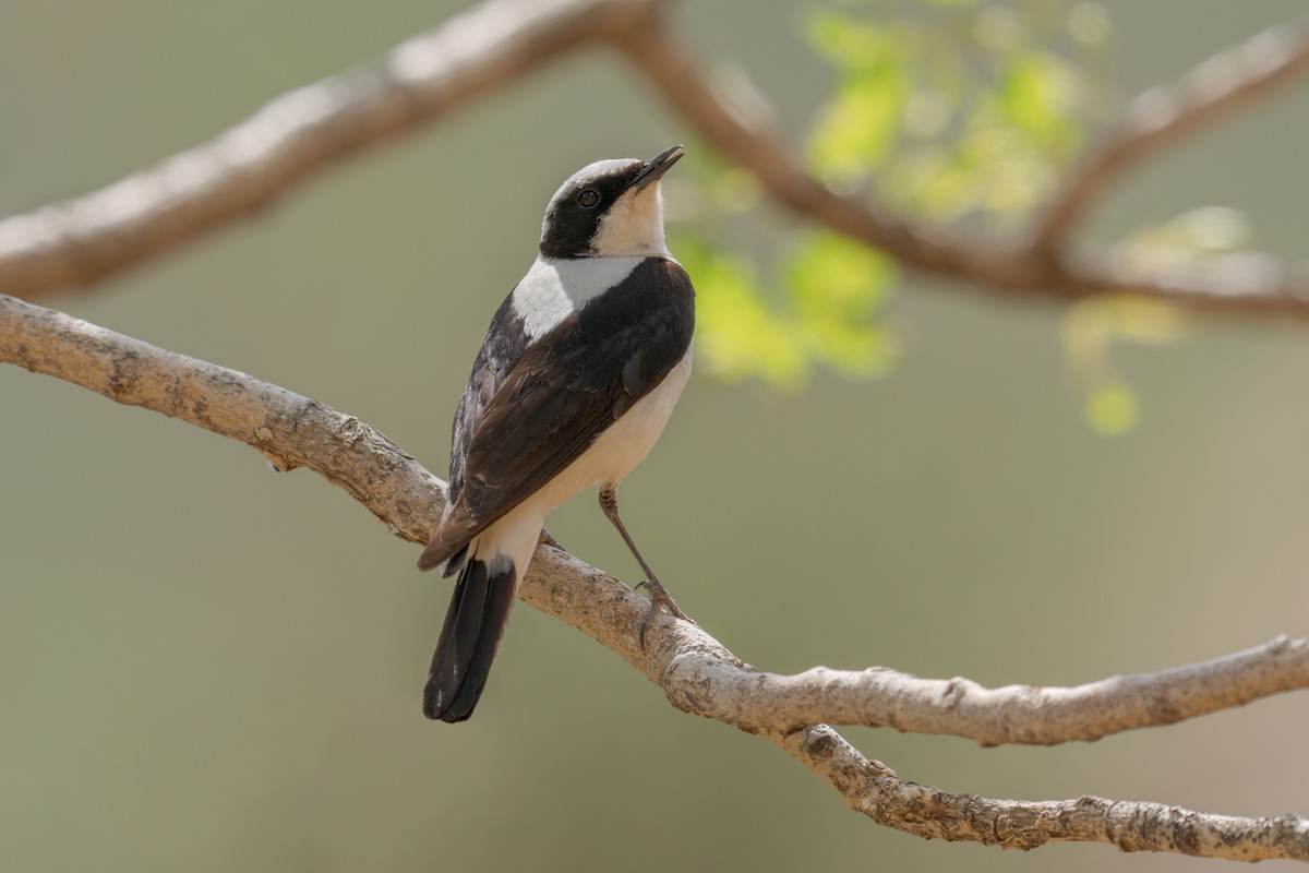 Eastern Black-eared Wheatear - ML620258168