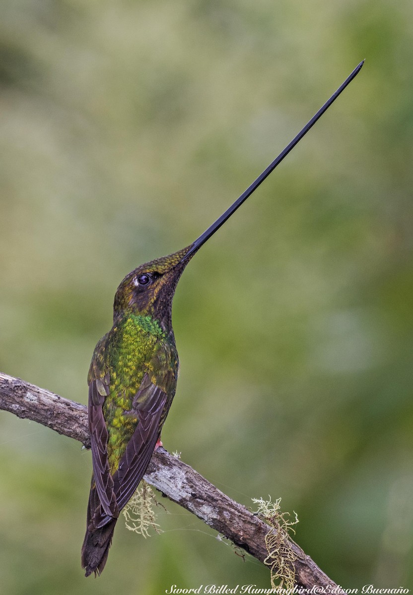 kolibřík mečozobec - ML620258178