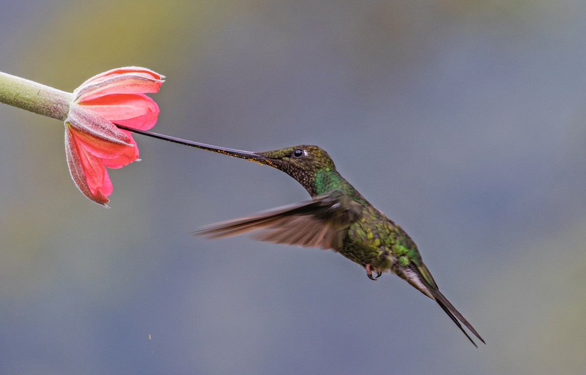 Sword-billed Hummingbird - ML620258179