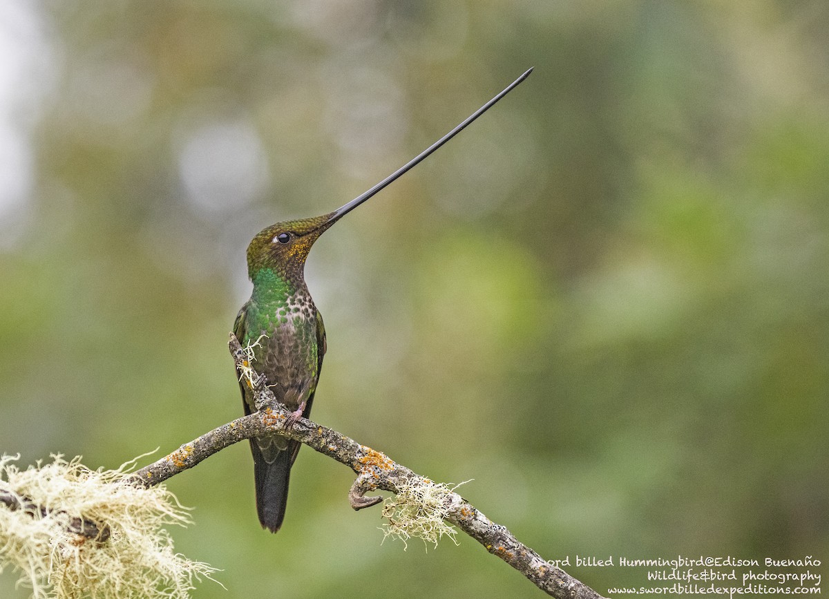 Sword-billed Hummingbird - ML620258180